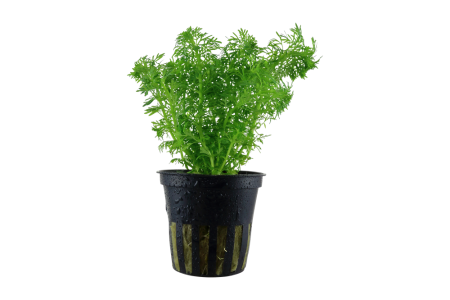 Preview: Limnophila sessiliflora Topf in Einzelverpackung